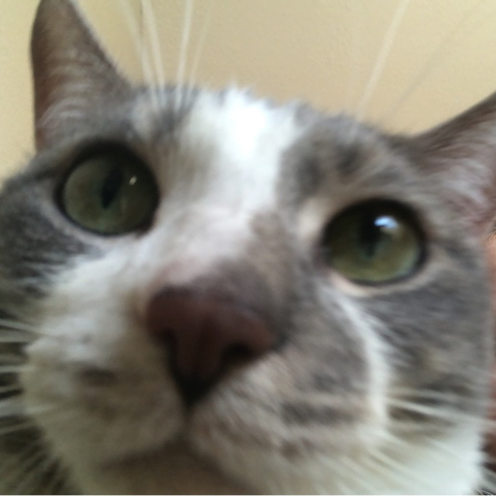 Meet your Posher, Abby